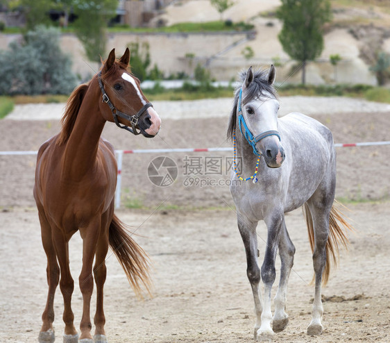 场地斑纹灰色圆形的棕和灰年轻马匹在野外棕色和灰的青年马田里长着青绿和圆形多色珠子站在他脖上图片