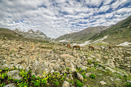 爬坡道非城市谷在山中放牧的马图片