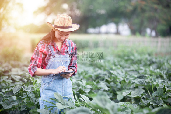 温室夏天亚洲妇女农业学家和民利用技术对业和有机植物田进行检查农艺师和民使用技术对业和有机植物田进行检查商业图片