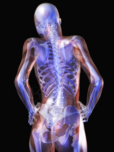 脊柱人类解剖数字可视化达姆骨骼图片
