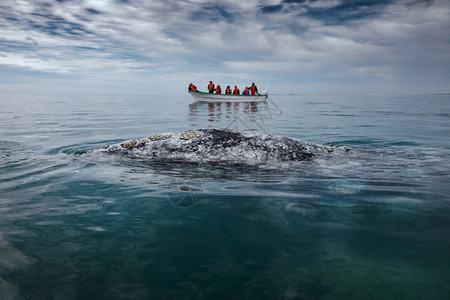 游客下加利福尼亚州科特斯海SanIgnacioLagoon的一艘船只旁边灰鲸表面太平洋海图片