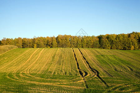 青蓝天空和靠近农业田地的多彩秋天树那里是冬季小麦谷物和黑芽明亮的桑尼秋季草林新鲜的粮食生态图片