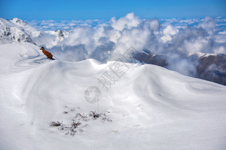 天高山和谷云层之上的美丽景色吉尔斯坦雾蒙的阿拉尔查公园的壮丽景色蓝最佳图片