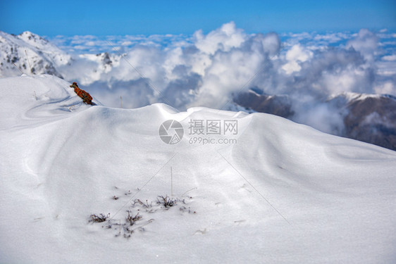 天高山和谷云层之上的美丽景色吉尔斯坦雾蒙的阿拉尔查公园的壮丽景色蓝最佳图片