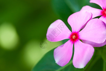 自然太阳季节蓝花是公园人行道上的草图片