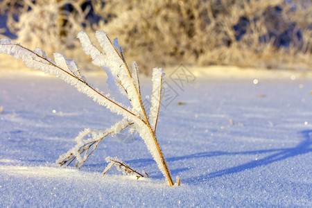 冰霜中的灌木枝叶仿佛被施了魔法在雪覆盖的田地背景下温柔的阳光照亮了丛林树枝在寒冷的霜冻中露出明亮和温柔的太阳照亮了一片雪覆盖的田图片