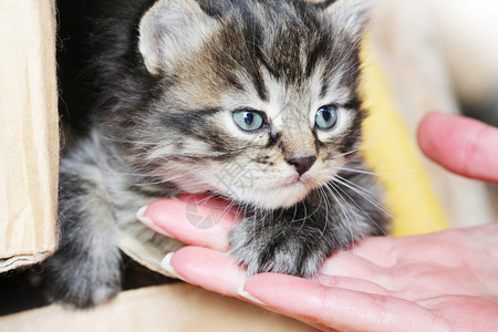 可爱的猫咪幼崽图片