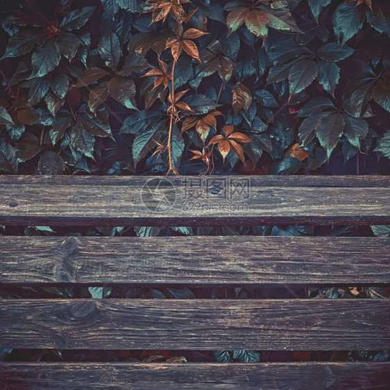 框架花园长椅古龙老的彩色秋天背景有复制空间野葡萄湿叶在旧木板上露水图片
