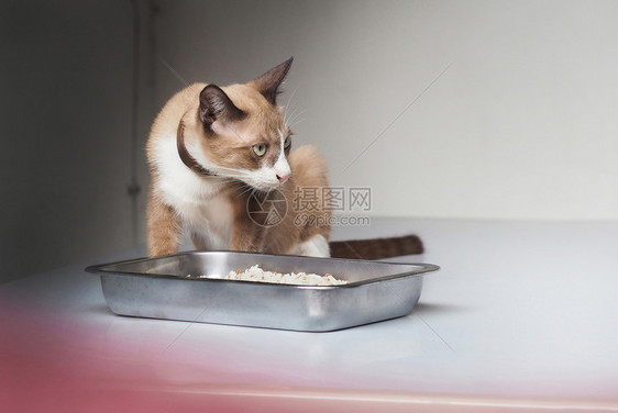 猫咪面前的猫粮盆图片