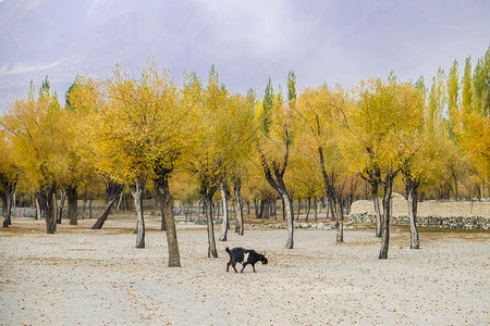 黄色的巴基斯坦SkarduGilgitBaltistan农村秋季黄叶树的景观图环境旅行图片