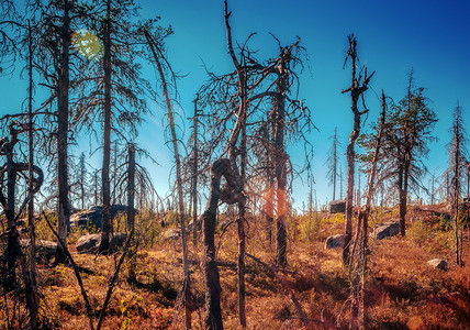 扭曲的裂缝Karelian保留地的奇怪干枯树夏天晚上在Karelia的魔法枯木戏剧图片