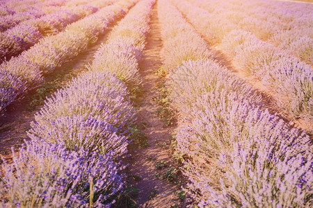 在日落时紫色的花粉在野外的紫色花草田里法语重点植物图片