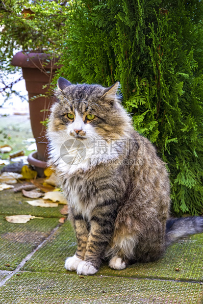 毛皮人们一种坐在花园棵树前的美丽小毛猫一张高贵的照片深目光图片