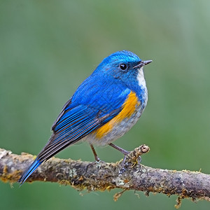 动物歌曲喜马拉雅的蓝色尾巴塔塞格鲁菲拉图斯在树枝上蓝尾鱼图片