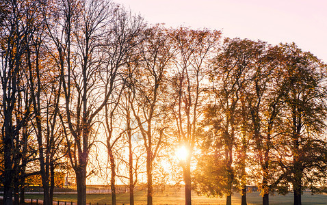 在法国钱蒂利的田地和树上日落在田地滴太阳黄色的图片