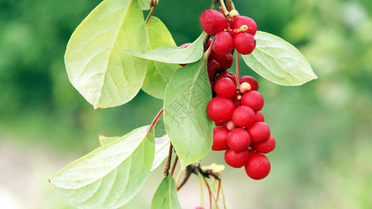 颜色红沙山草原植物作挂在绿树枝Schizandra人植物上果子挂在韩国的SchizandraKomija分支上红沙山地施赞德拉人图片