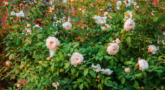花园里美丽的玫瑰种着不同品的花园艺作为一种爱好关闭朵美丽的花关闭一朵美丽的花格雷厄姆绿色夏天图片