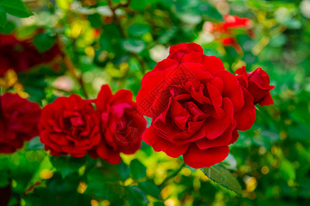 植物群玫瑰花园的里美丽玫瑰种着不同品的花园艺作为一种爱好关闭朵美丽的花园里美丽的玫瑰种着不同品的花图片