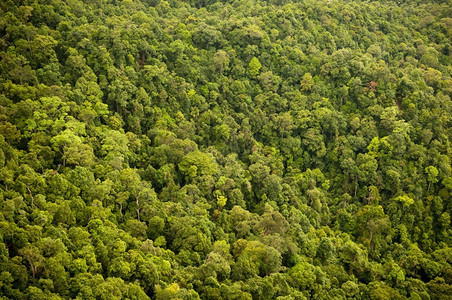 森林丛树冠的空中观察东亚洲人植物群图片