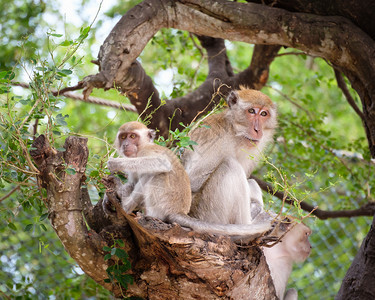 恒河猴棕色的子坐在泰国热带雨林的一棵幸福树上毛茸图片