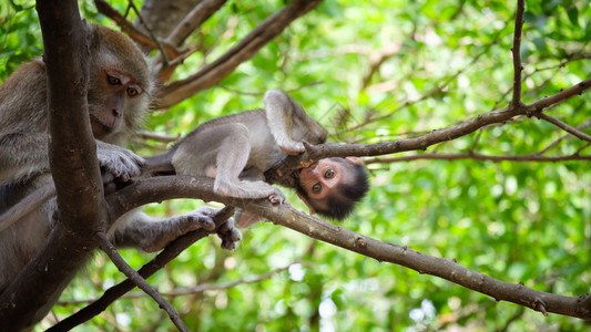 毛茸恒河猴保持子坐在泰国热带雨林的一棵幸福树上图片