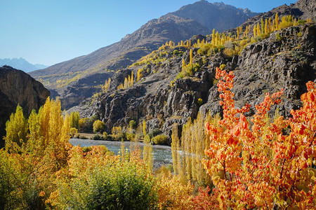季节巴基斯坦GilgitBaltistan的古皮斯山谷风景美丽秋季树木多彩与巴基斯坦吉尔特俾提斯坦的兴都库什山脉对抗孤独巴尔蒂斯图片