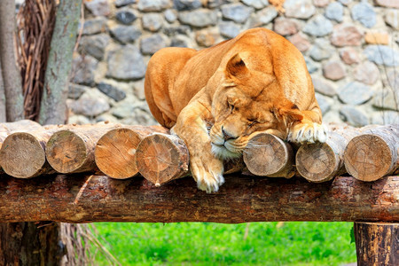 一只成年大母狮在一块木的平台上安睡其背景是石墙和绿色草覆盖空间模糊一个近身狮子在块木的平台上安睡其背景是石墙和绿草公园哺乳动物轻图片