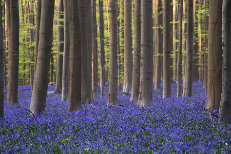 森林户外在比利时哈勒博斯Hallerbos的春天蓝铃花朵色的图片
