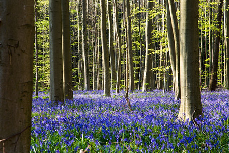 模糊的在比利时哈勒博斯Hallerbos的春天蓝铃花朵盛开自然图片