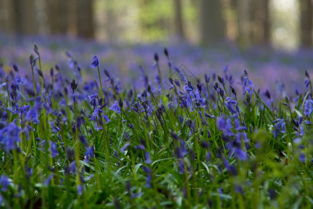 田园诗般的在比利时哈勒博斯Hallerbos的春天蓝铃花朵森林美丽图片