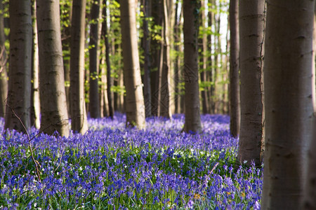 美丽的紫色在比利时哈勒博斯Hallerbos的春天蓝铃花朵绿色图片