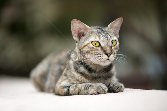 流浪猫在墙上行走年轻的嘴放松图片