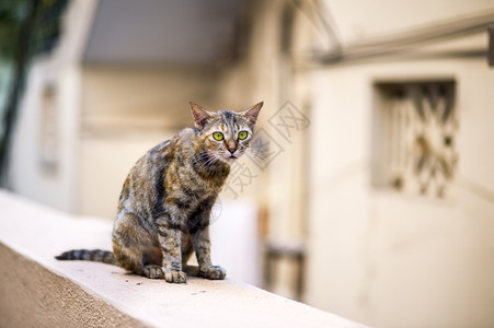 流浪猫在墙上行走宠物结石步图片