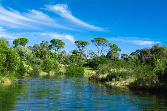 环境树干澳大利亚绿色公园景观有美丽的树木和池塘绿澳大利亚人图片