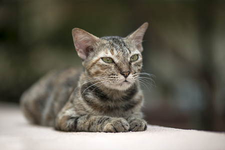 内部的虎斑猫流浪在墙上行走哺乳动物图片