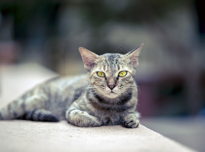 肖像桌子巨大的流浪猫在墙上行走图片