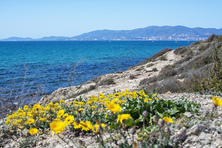 丰富多彩的3月在阳光明媚的一天与蓝色绿棕榈湾开花西班牙马洛卡西班牙黄绿红花迎着蓝色的海洋梅洛卡开花在3月1日的晴朗天气中紫苑景观图片