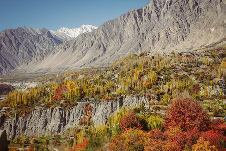 绿色巴基斯坦GilgitBaltistan美丽的秋天风景背中洪扎谷与卡拉科姆山脉对比的多彩森林木自然景观图巴基斯坦GilgitB图片