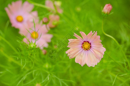 粉红的宇宙花在雨天粉红的宇宙花瓣一种品红背景图片