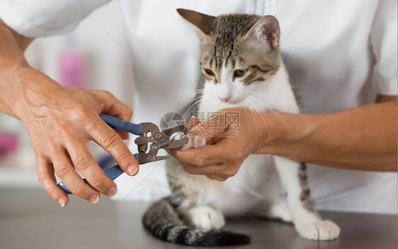 宠物美容修剪猫咪指甲图片
