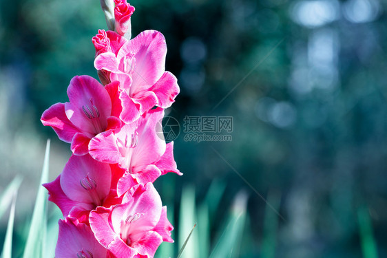 美丽的粉红色角斗士在花园软阳光照亮的线中用天鹅绒花瓣在绿叶的背景下花园里开着温柔的阳光盛开以绿色叶子为背景乌克兰绽放图片