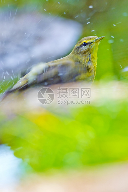 口渴柳莺Phylloscopustrochilus森林池塘西班牙森林卡斯蒂利亚和莱昂西班牙欧洲鸟喙图片