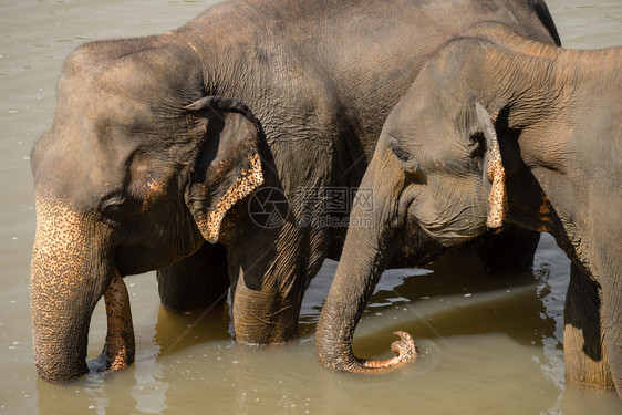 亚洲人大象在斯里兰卡野生的神奇动物河中放松和沐浴大型亚洲象田园诗般的动物群图片