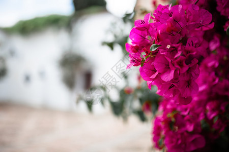 著名的文化在西班牙安达卢亚州科尔多瓦一个典型的Andalusia院子里旅行图片