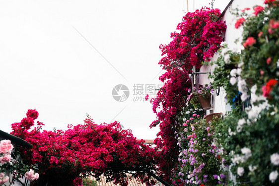 颜色公平的在西班牙安达卢亚州科尔多瓦一个典型的Andalusia院子里旅游图片