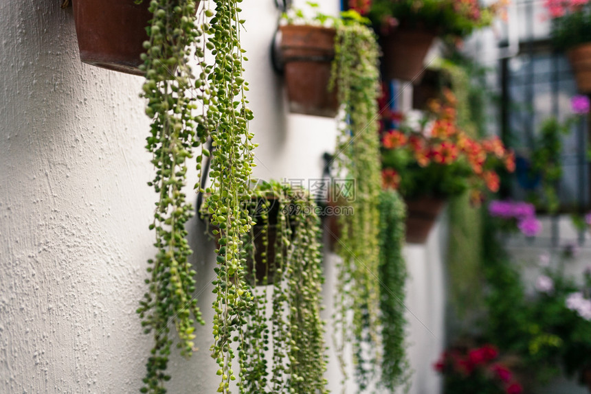 屋花盆西班牙安达卢亚州科尔多瓦典型的andalusia庭院有很多植物建造高清图片下载 正版图片 摄图网