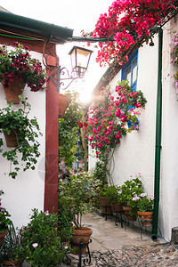西班牙安达卢亚州科尔多瓦典型的Andalusia庭院有很多植物白色的春天西班牙语图片