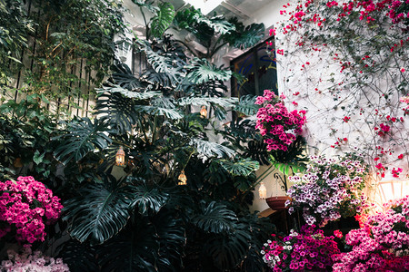 户外西班牙安达卢亚州科尔多瓦典型的Andalusia庭院有很多植物夏天文化图片