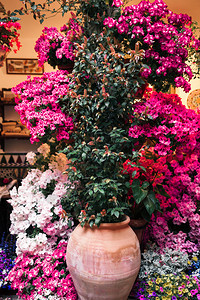节日传统的西班牙安达卢亚州科尔多瓦典型的Andalusia庭院有很多植物旅游图片