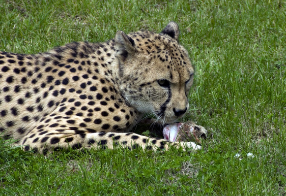 猎豹吃捕的食物婴儿常见年轻图片